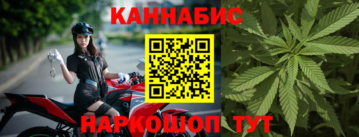 Конопля гибрид Гусев